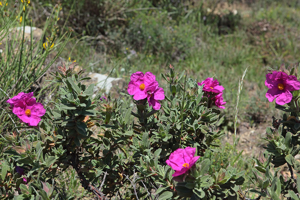 Cistus crispus?